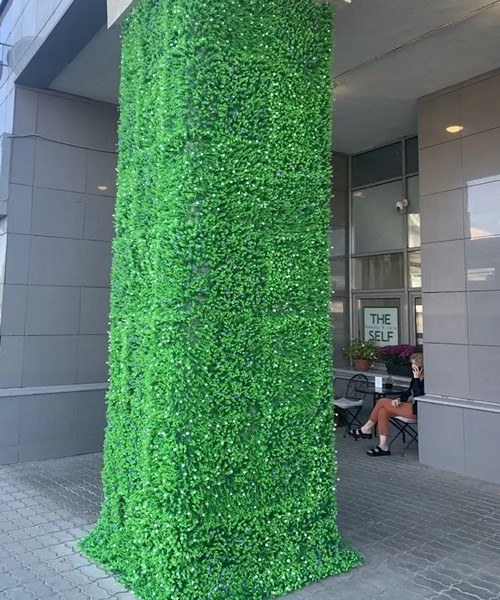 Eukaliptus beli cvet m 1 1.jpg