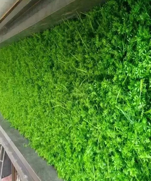 Vestacko zelenilo za zeleni zid gst m 15.jpg